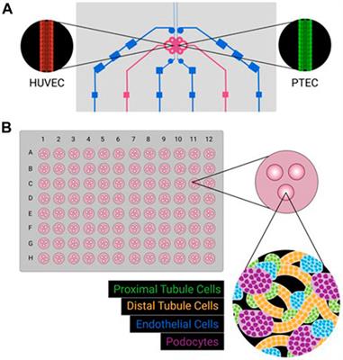 Kidney Organoid and Microphysiological Kidney Chip Models to Accelerate Drug Development and Reduce Animal Testing